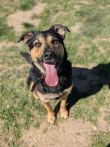 Ryo – Mischling, Männchen, 2 Jahre, 97525 Schwebheim – Foto 4