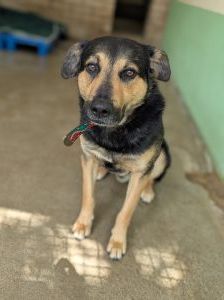 Ryo – Mischling, Männchen, 2 Jahre, 97525 Schwebheim – Foto 5