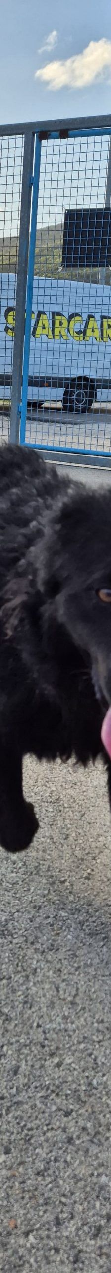 Gogi – Kroatischer Schäferhundmix, Männchen, 2 Monate, Nordic Strays e.V. – Foto 2