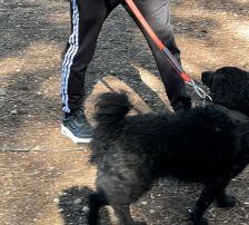 Gogi – Kroatischer Schäferhundmix, Männchen, 2 Monate, Nordic Strays e.V. – Foto 11