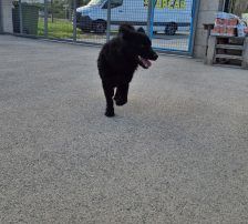 Gogi – Kroatischer Schäferhundmix, Männchen, 2 Monate, Nordic Strays e.V. – Foto 13