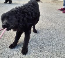 Gogi – Kroatischer Schäferhundmix, Männchen, 2 Monate, Nordic Strays e.V. – Foto 14
