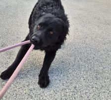 Gogi – Kroatischer Schäferhundmix, Männchen, 2 Monate, Nordic Strays e.V. – Foto 15