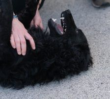 Gogi – Kroatischer Schäferhundmix, Männchen, 2 Monate, Nordic Strays e.V. – Foto 16