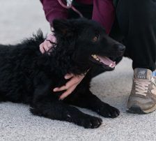 Gogi – Kroatischer Schäferhundmix, Männchen, 2 Monate, Nordic Strays e.V. – Foto 17