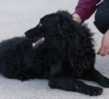 Gogi – Kroatischer Schäferhundmix, Männchen, 2 Monate, Nordic Strays e.V. – Foto 18