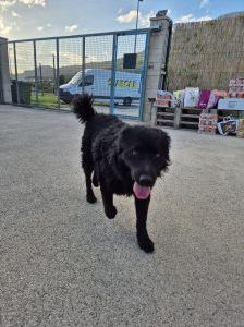 Gogi – Kroatischer Schäferhundmix, Männchen, 2 Monate, Nordic Strays e.V. – Foto 3
