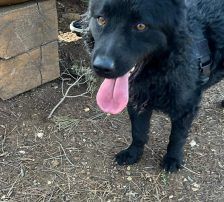 Gogi – Kroatischer Schäferhundmix, Männchen, 2 Monate, Nordic Strays e.V. – Foto 4