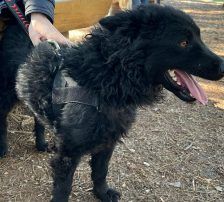 Gogi – Kroatischer Schäferhundmix, Männchen, 2 Monate, Nordic Strays e.V. – Foto 5