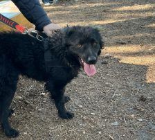 Gogi – Kroatischer Schäferhundmix, Männchen, 2 Monate, Nordic Strays e.V. – Foto 6