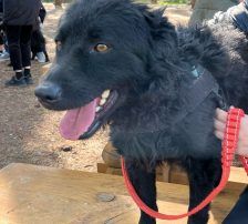 Gogi – Kroatischer Schäferhundmix, Männchen, 2 Monate, Nordic Strays e.V. – Foto 7