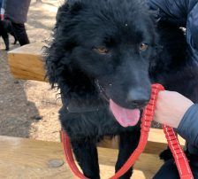 Gogi – Kroatischer Schäferhundmix, Männchen, 2 Monate, Nordic Strays e.V. – Foto 8
