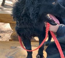Gogi – Kroatischer Schäferhundmix, Männchen, 2 Monate, Nordic Strays e.V. – Foto 9