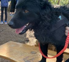 Gogi – Kroatischer Schäferhundmix, Männchen, 2 Monate, Nordic Strays e.V. – Foto 10