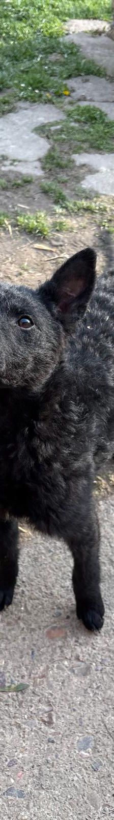 Ria – Mischling, Weibchen, Alter unbekannt, Nordic Strays e.V. – Foto 3