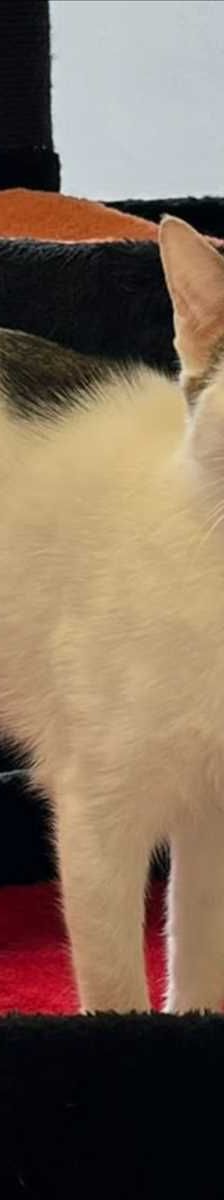 MILA – Europäisch Kurzhaar, Weibchen, 2 Monate, 81829 München – Foto 2