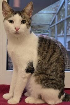 Toni – EKH, Männchen, 2 Jahre, 70195 Stuttgart-Botnang – Foto 1