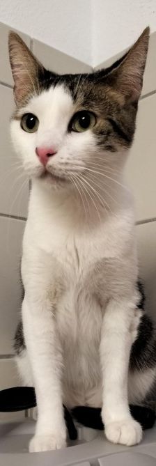 Toni – EKH, Männchen, 2 Jahre, 70195 Stuttgart-Botnang – Foto 2