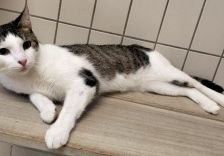 Toni – EKH, Männchen, 2 Jahre, 70195 Stuttgart-Botnang – Foto 3