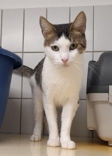 Toni – EKH, Männchen, 2 Jahre, 70195 Stuttgart-Botnang – Foto 4