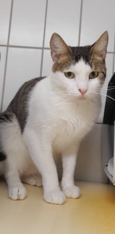 Toni – EKH, Männchen, 2 Jahre, 70195 Stuttgart-Botnang – Foto 5