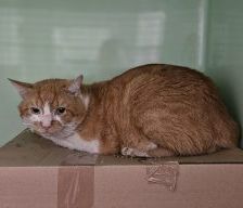 Curry – Europäisch Kurzhaar, Männchen, Alter unbekannt, 97525 Schwebheim – Foto 2