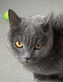 Balou – BKH, Männchen, 3 Jahre, 90537 Feucht – Foto 1