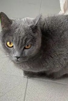 Balou – BKH, Männchen, 3 Jahre, 90537 Feucht – Foto 2