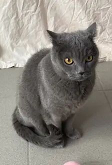 Balou – BKH, Männchen, 3 Jahre, 90537 Feucht – Foto 3