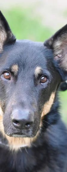 Rocco – Deutscher Schäferhund, Männchen, 2 Jahre 11 Monate, 13057 Berlin – Foto 1