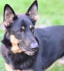 Rocco – Deutscher Schäferhund, Männchen, 2 Jahre 11 Monate, 13057 Berlin – Foto 2
