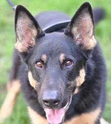 Rocco – Deutscher Schäferhund, Männchen, 2 Jahre 11 Monate, 13057 Berlin – Foto 3