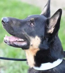 Rocco – Deutscher Schäferhund, Männchen, 2 Jahre 11 Monate, 13057 Berlin – Foto 4