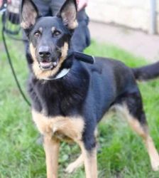Rocco – Deutscher Schäferhund, Männchen, 2 Jahre 11 Monate, 13057 Berlin – Foto 5
