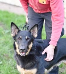 Rocco – Deutscher Schäferhund, Männchen, 2 Jahre 11 Monate, 13057 Berlin – Foto 6