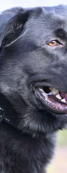 Blacky – Labrador-Schäferhund-Mix, Männchen, 3 Monate, 13057 Berlin – Foto 1