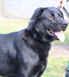 Blacky – Labrador-Schäferhund-Mix, Männchen, 3 Monate, 13057 Berlin – Foto 2
