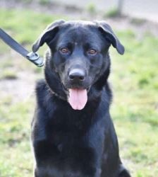 Blacky – Labrador-Schäferhund-Mix, Männchen, 3 Monate, 13057 Berlin – Foto 3