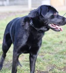 Blacky – Labrador-Schäferhund-Mix, Männchen, 3 Monate, 13057 Berlin – Foto 4