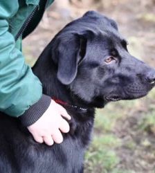 Blacky – Labrador-Schäferhund-Mix, Männchen, 3 Monate, 13057 Berlin – Foto 5
