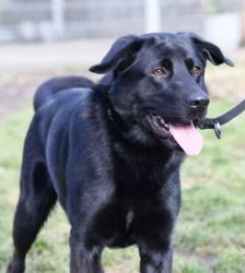 Blacky – Labrador-Schäferhund-Mix, Männchen, 3 Monate, 13057 Berlin – Foto 6