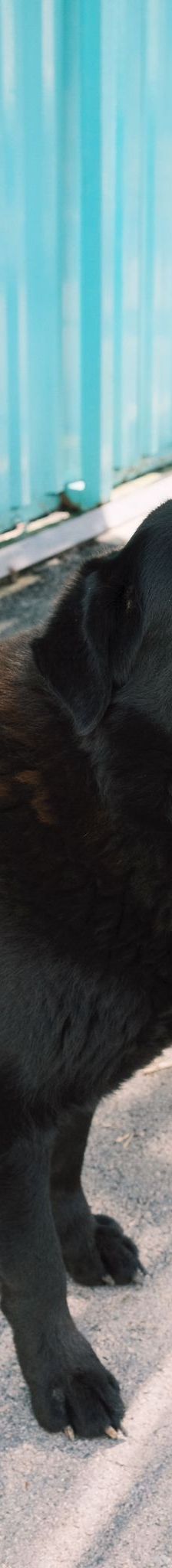 Balto – Mischling, Männchen, 4 Jahre, Nordic Strays e.V. – Foto 2