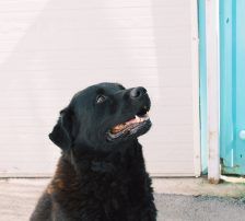 Balto – Mischling, Männchen, 4 Jahre, Nordic Strays e.V. – Foto 11