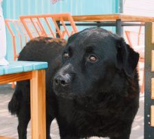 Balto – Mischling, Männchen, 4 Jahre, Nordic Strays e.V. – Foto 12