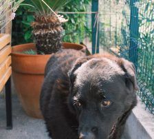 Balto – Mischling, Männchen, 4 Jahre, Nordic Strays e.V. – Foto 6