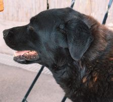 Balto – Mischling, Männchen, 4 Jahre, Nordic Strays e.V. – Foto 8