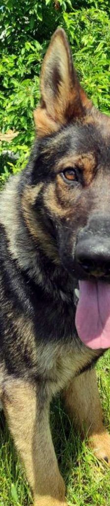 Hajo – Schäferhund- Mix, Männchen, 4 Jahre, 13057 Berlin – Foto 1