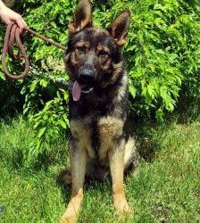 Hajo – Schäferhund- Mix, Männchen, 4 Jahre, 13057 Berlin – Foto 2