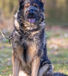 Hajo – Schäferhund- Mix, Männchen, 4 Jahre, 13057 Berlin – Foto 3