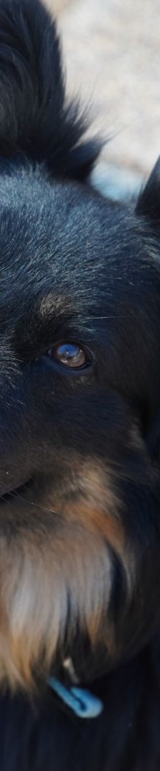 Kiki – Hütehund, Weibchen, 5 Jahre 3 Monate, 97816 Lohr – Foto 1